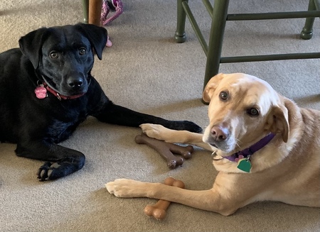 Izzy & Sadie