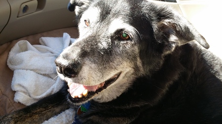 HEIDI