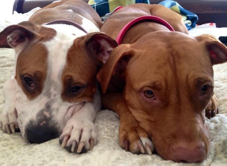 Sasha & Cinnamon