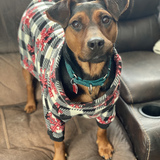 Entry image for Janie Girl - Adoptable!