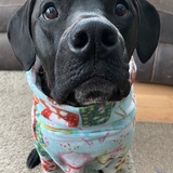 Entry image for Bentley