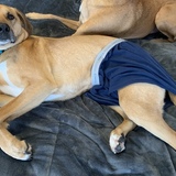 Entry image for Rudy