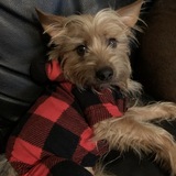 Entry image for Brock