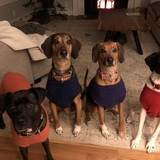 Entry image for Maggie Lewis Fern Coleman