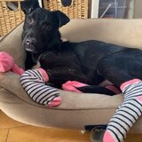 Entry image for Buddy