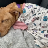 Entry image for Maya