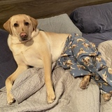 Entry image for Remy 