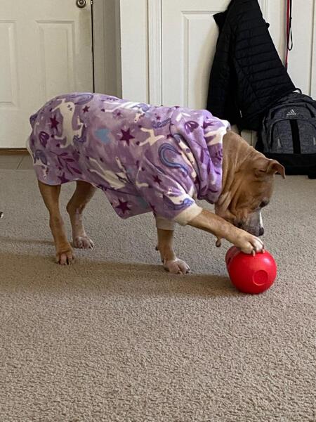 Entry image for LuLu . Clicking this image will show a larger photo