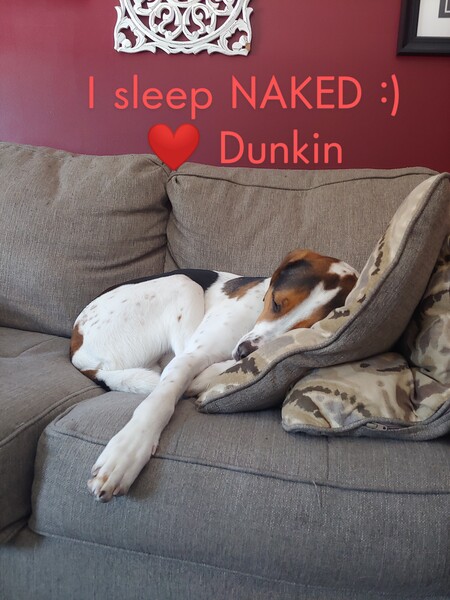 Entry image for Dunkin. Clicking this image will show a larger photo