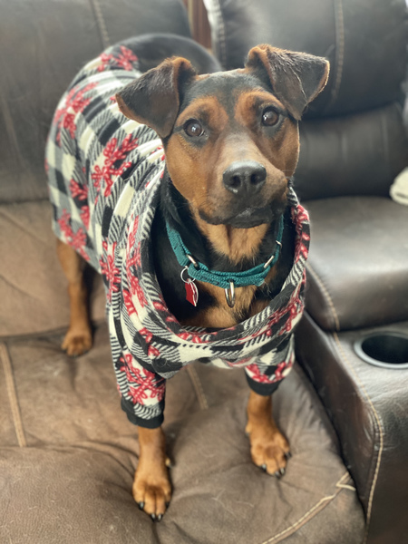 Entry image for Janie Girl - Adoptable!. Clicking this image will show a larger photo