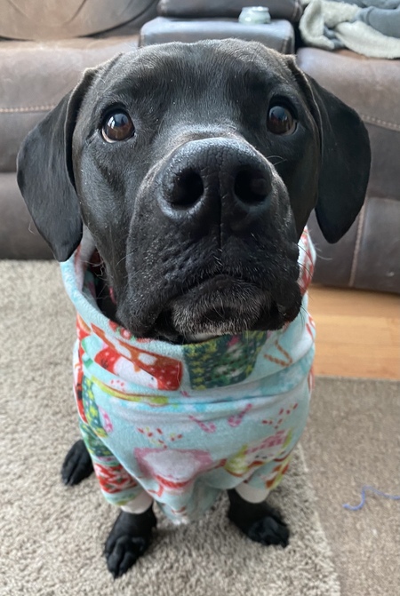 Entry image for Bentley. Clicking this image will show a larger photo