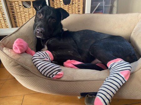 Entry image for Buddy. Clicking this image will show a larger photo