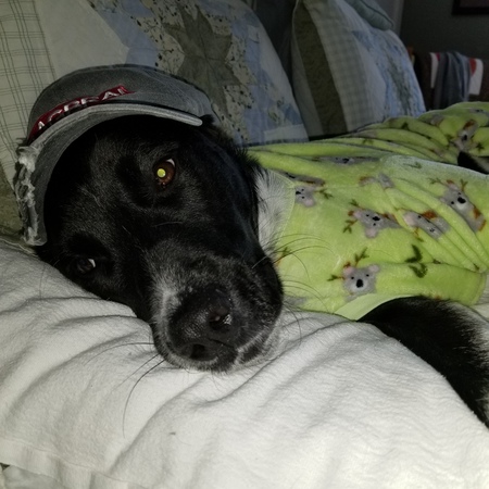 Entry image for Finnegan . Clicking this image will show a larger photo