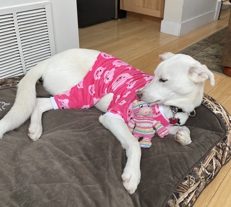 Entry image for Ripley. Clicking this image will show a larger photo