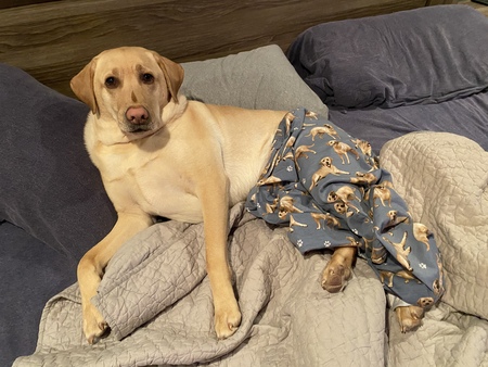 Entry image for Remy . Clicking this image will show a larger photo