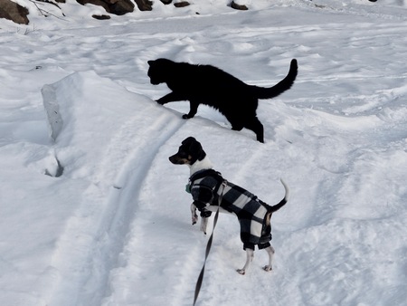 Entry image for Theo. Clicking this image will show a larger photo