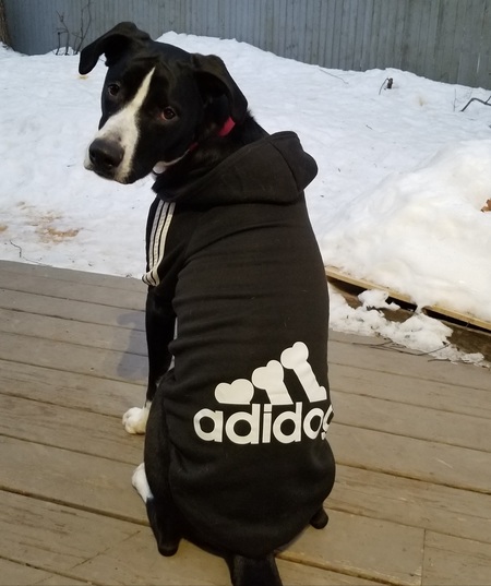 Entry image for Finley. Clicking this image will show a larger photo