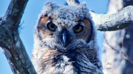 "Owl Go First" (Entry Example Only)