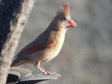 Female Cardinal Enjoying Birdseed