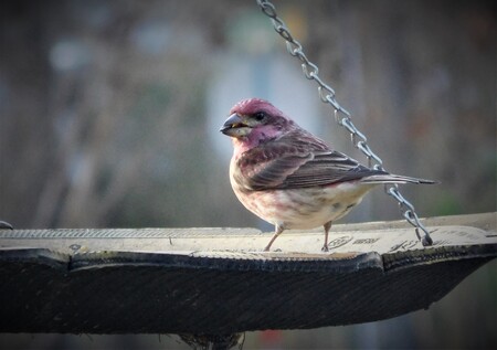 Beautiful House Finch