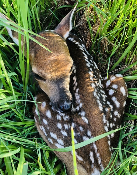 Lovely Newborn Fawn
