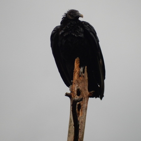 Buzzard Overlooking The Land