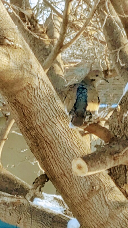 Dove in Mourning