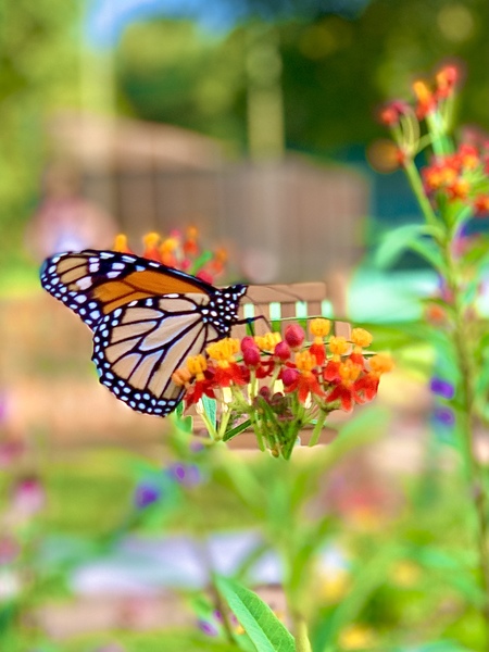 Monarch having lunch 