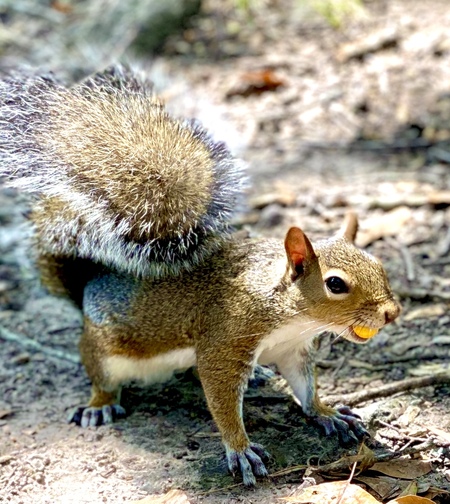Nutty Squirrel