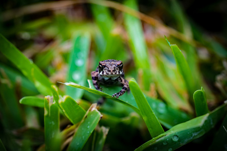 Resting in the Rain