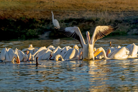 Pelican's Pinion Pose