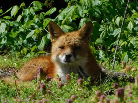 Fox appears for my birthday during pandemic