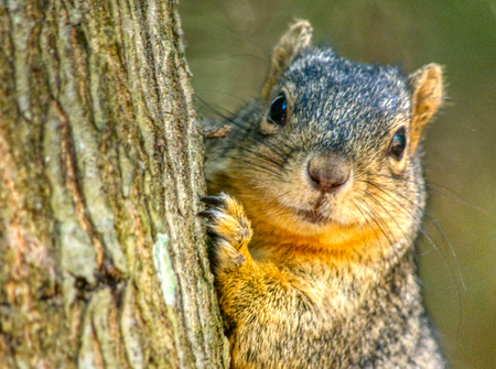 Squirrel just wants to be friendly