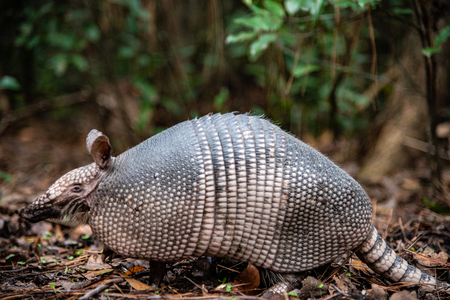 Armadillo On The Hunt 