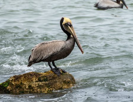 Brown Pelican at the jetties