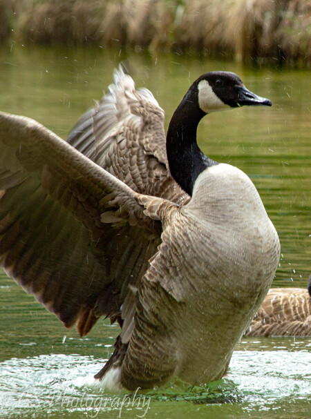 Stretching my wings