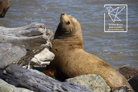 A "Stellar" Sea Lion