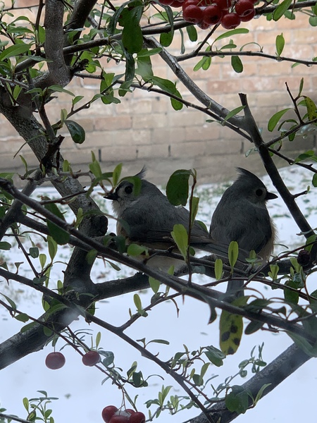 On the look out Tufted Titmouses