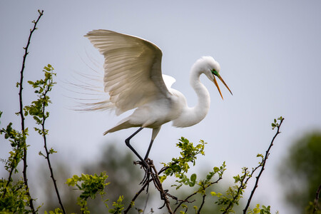 A Graceful Egret