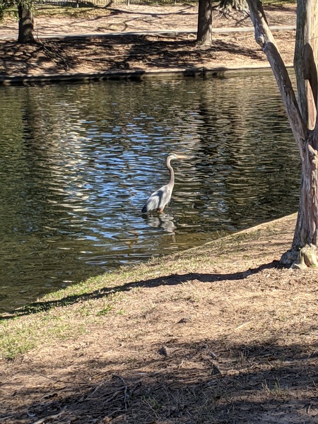 Hello Heron!
