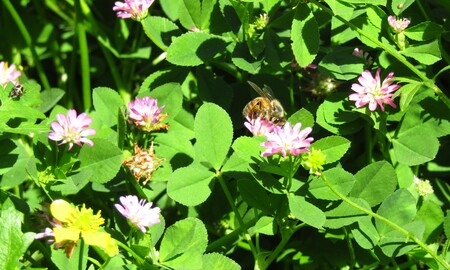 Pollinating and Nectar collecting
