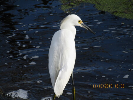 Small heron stalking fish