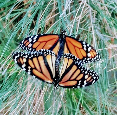Butterfly Love