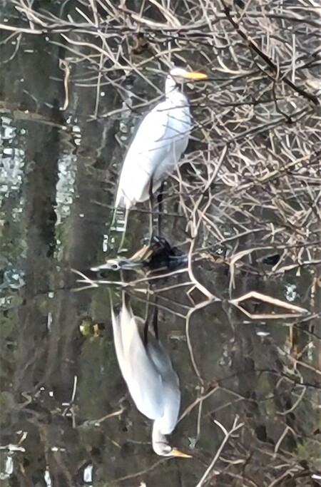Egret in Deep Reflection