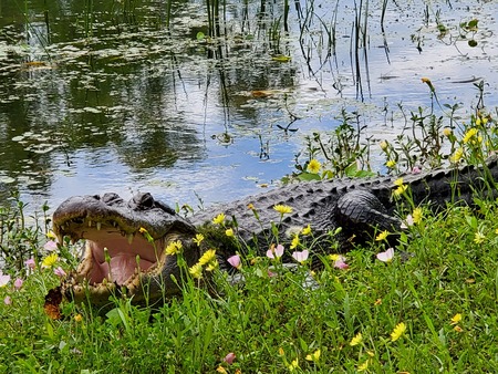 Gators and Flowers...Oh My!