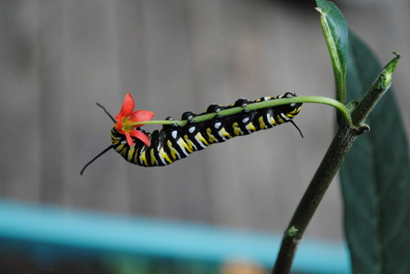 Monarch Florist