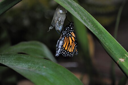Monarch  Emergence