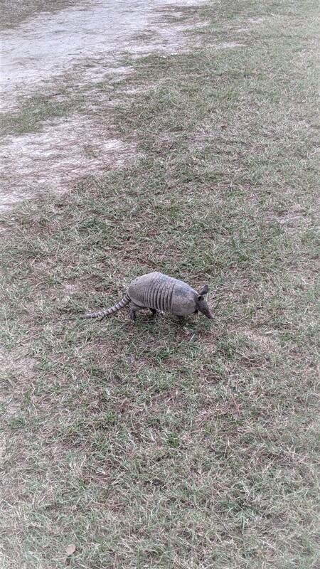 Up Close and Personal with Urban Wildlife