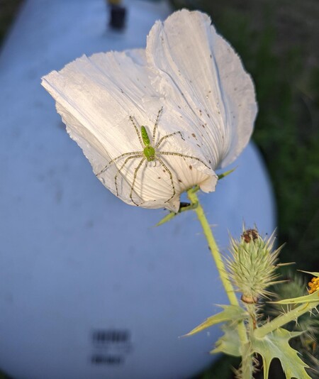Green Lynx Spider Lying in Wait