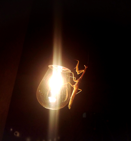 Mantis illuminated